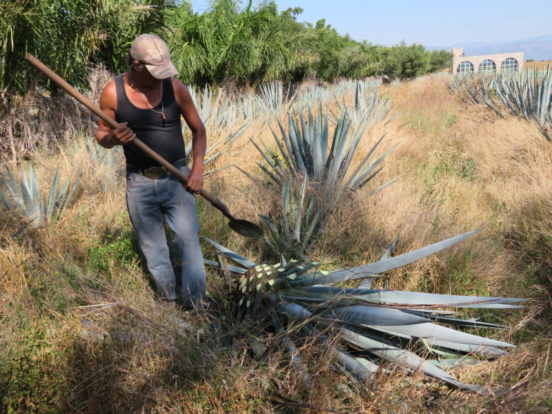 Harvesting is a manual process: Strip the leaves from the base of the plant